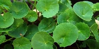 Gotu kola(Centella asiatica Urb.)